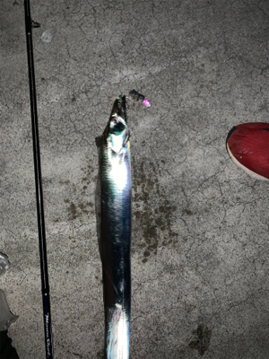 台風一過タチウオ‼︎