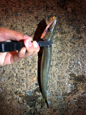 アジング アジング 楽しいなー。