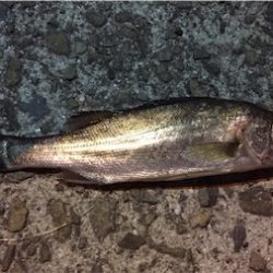 雨の合間にメバリング