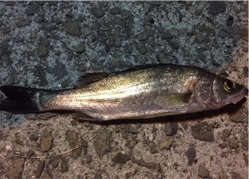 雨の合間にメバリング