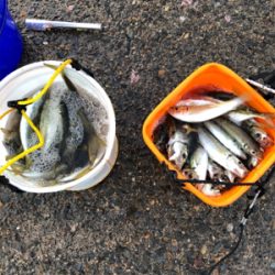 たくさん釣れました