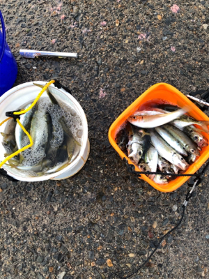 たくさん釣れました