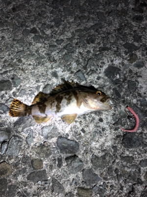 五目釣り成らずーー