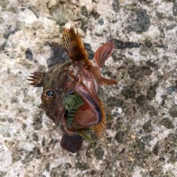 小メバルとガシラ