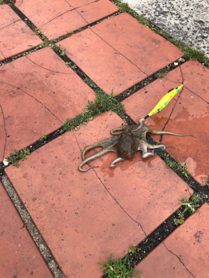 オクトパッシング