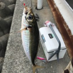 G20 ツバスはいない、アジも単独。