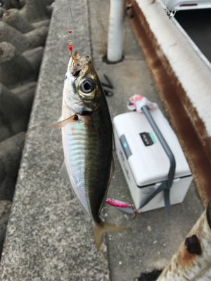 G20 ツバスはいない、アジも単独。