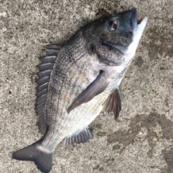 エビ撒き 活性が高い