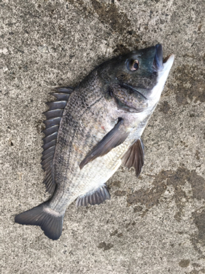 エビ撒き 活性が高い