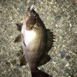 梅雨メバリング