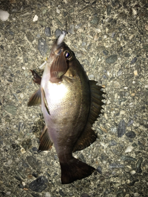 梅雨メバリング