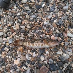 次の日もサッパリ