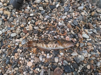 次の日もサッパリ