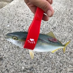 夜勤上がりにアジング