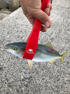 夜勤上がりにアジング