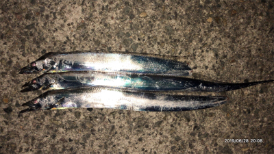 タチウオ釣行①