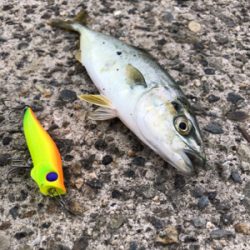 本命ではないものの嬉しい魚さん！！