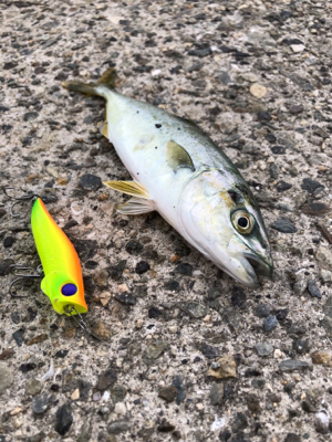 本命ではないものの嬉しい魚さん！！