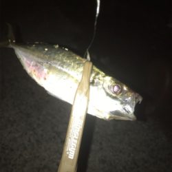 雨には勝てないアジング