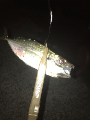 雨には勝てないアジング