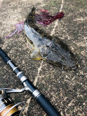 投げ釣りでスペシャルゲスト！！！