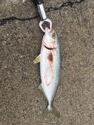 小アジの泳がせでツバス