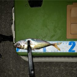 雨合間にアジング