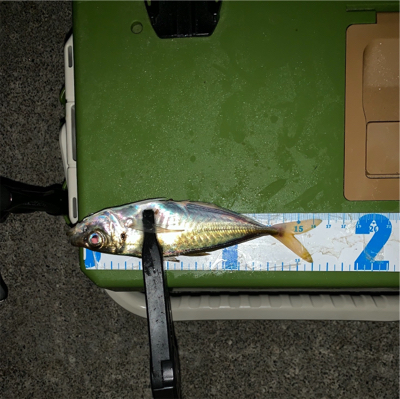 雨合間にアジング