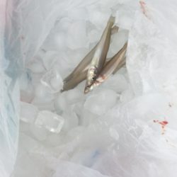 サーフでショアジギ&ちょい投げ