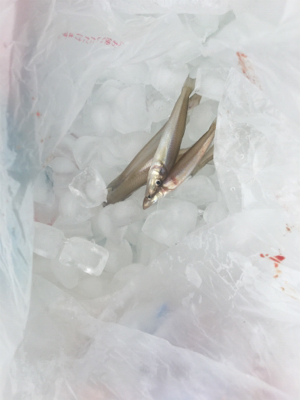 サーフでショアジギ&ちょい投げ