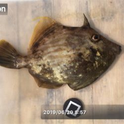 梅雨の晴れ間に投げ釣り