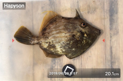 梅雨の晴れ間に投げ釣り