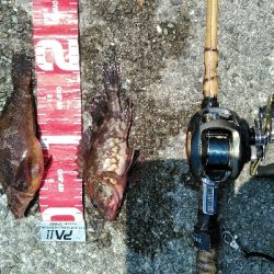 隣の釣り人がコブダイを