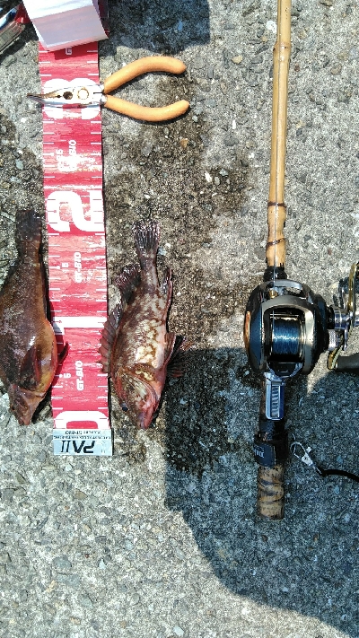 隣の釣り人がコブダイを