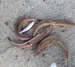 6/8釣果アジ大漁キスエソアカエイ