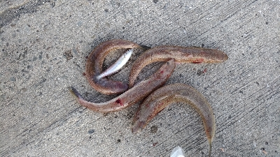 6/8釣果アジ大漁キスエソアカエイ