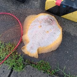 6/15釣果エソとエイ エイは12キロと7キロ