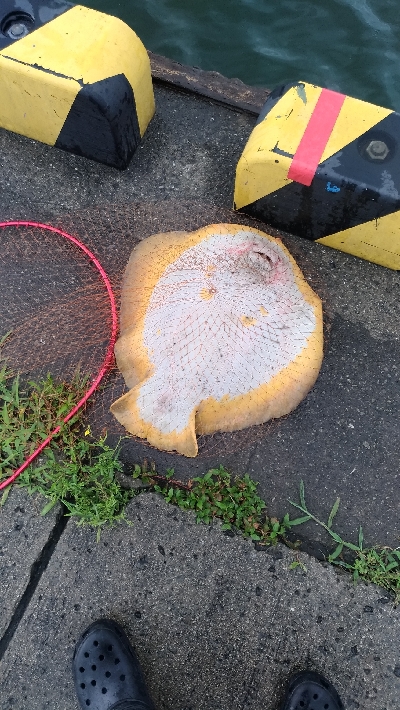 6/15釣果エソとエイ エイは12キロと7キロ