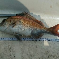 明石沖で真鯛釣り