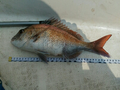 明石沖で真鯛釣り