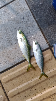 6/23釣果チヌツバス豆アジ小サバなぜかカニ