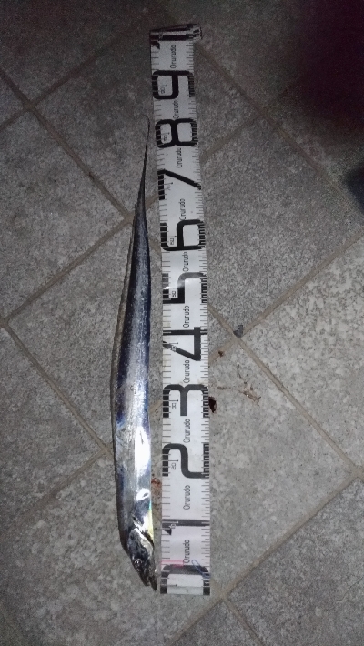 6/29釣果太刀魚ツバス豆アジ小サバアカエ…