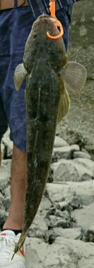 安定のマゴチと、カワイイあおり烏賊