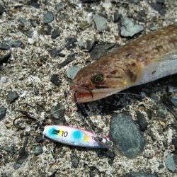 2019年6月10日釣行in福吉漁港