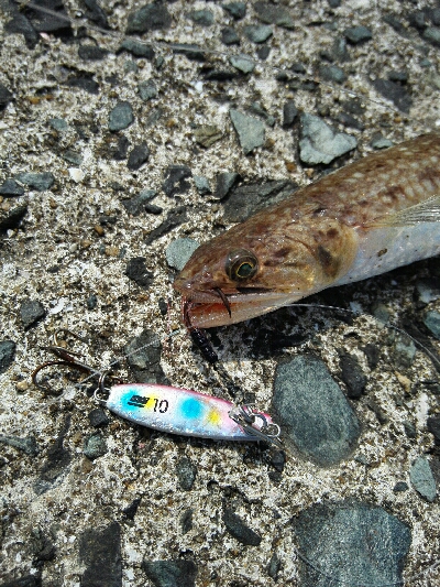 2019年6月10日釣行in福吉漁港