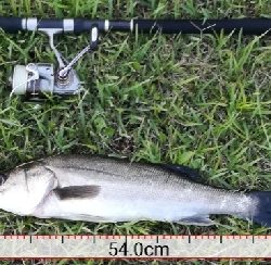 LSJ/アジンガー1800〜2045