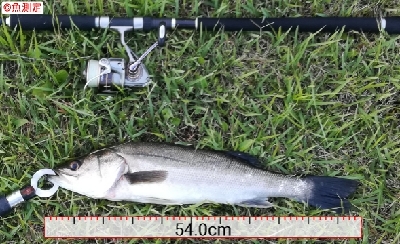 LSJ/アジンガー1800〜2045