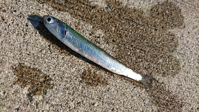 カタクチイワシ大群