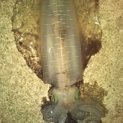 最高の引きを堪能