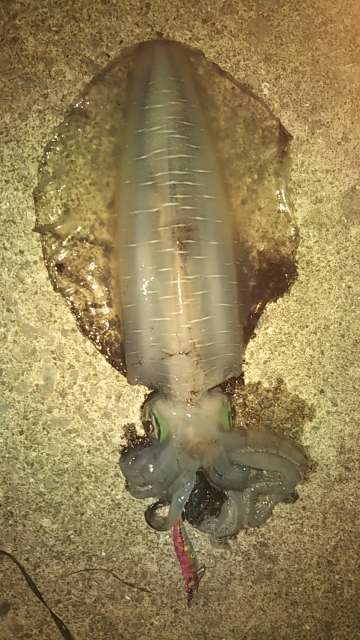 最高の引きを堪能